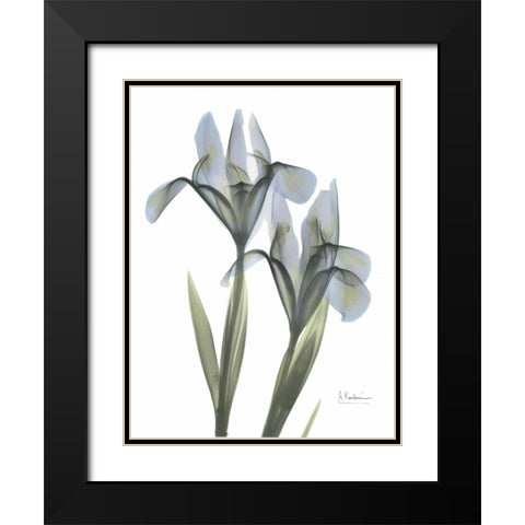 Japanese Iris Black Modern Wood Framed Art Print with Double Matting by Koetsier, Albert