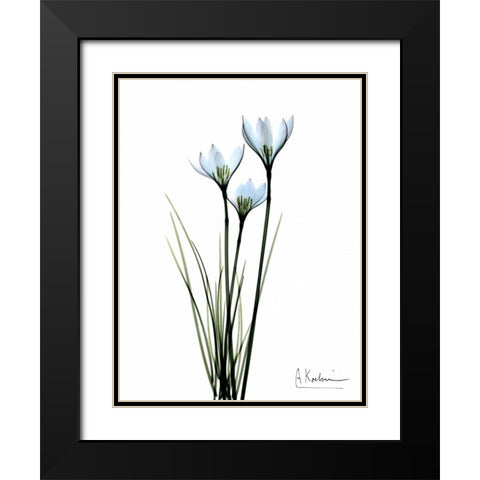 White Rain Lily Black Modern Wood Framed Art Print with Double Matting by Koetsier, Albert