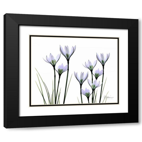 White Rain Lily in Bloom Black Modern Wood Framed Art Print with Double Matting by Koetsier, Albert