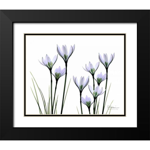 White Rain Lily in Bloom Black Modern Wood Framed Art Print with Double Matting by Koetsier, Albert