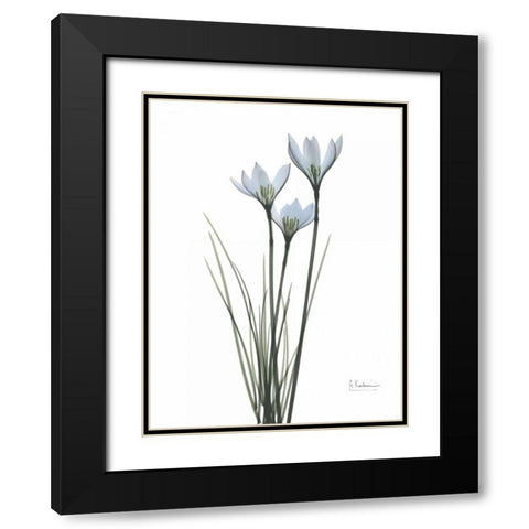 White Rain Lily Black Modern Wood Framed Art Print with Double Matting by Koetsier, Albert