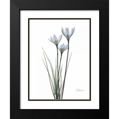 White Rain Lily Black Modern Wood Framed Art Print with Double Matting by Koetsier, Albert