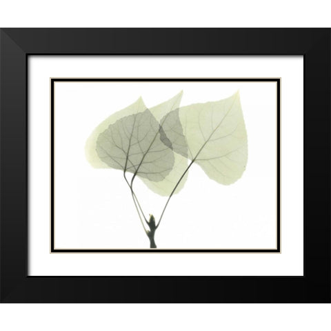 Aspen Black Modern Wood Framed Art Print with Double Matting by Koetsier, Albert