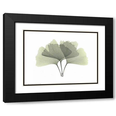 Ginkgo Black Modern Wood Framed Art Print with Double Matting by Koetsier, Albert