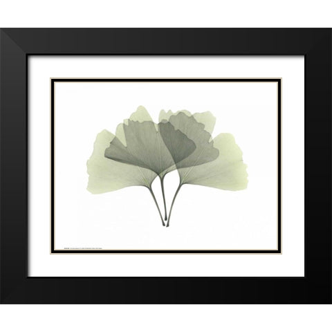 Ginkgo Black Modern Wood Framed Art Print with Double Matting by Koetsier, Albert