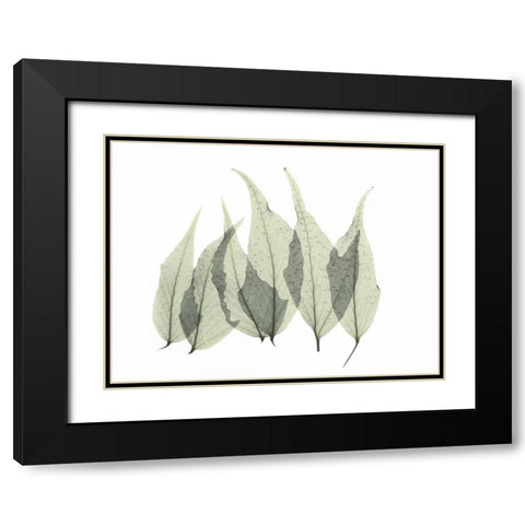 Japanese Fern Black Modern Wood Framed Art Print with Double Matting by Koetsier, Albert