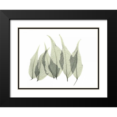 Japanese Fern Black Modern Wood Framed Art Print with Double Matting by Koetsier, Albert