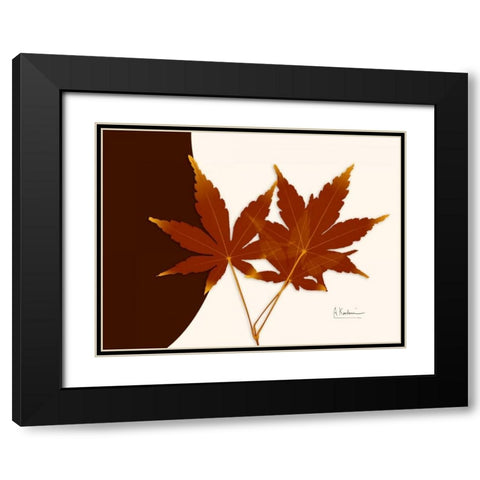 Japanese Maple on Brown and Beige Black Modern Wood Framed Art Print with Double Matting by Koetsier, Albert