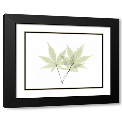 Japanese Maple Black Modern Wood Framed Art Print with Double Matting by Koetsier, Albert