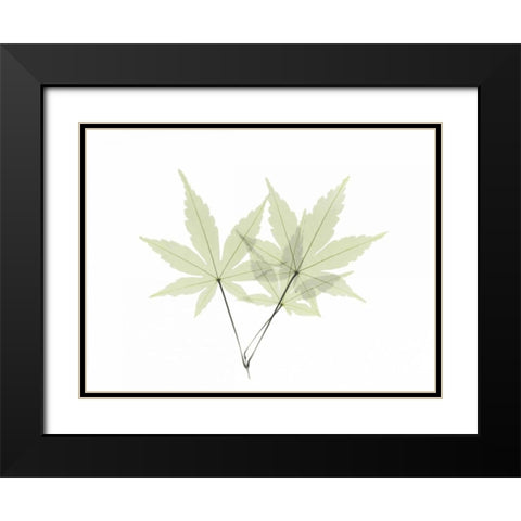 Japanese Maple Black Modern Wood Framed Art Print with Double Matting by Koetsier, Albert