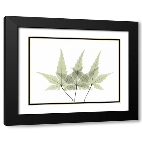 Japanese Maple 2 Black Modern Wood Framed Art Print with Double Matting by Koetsier, Albert