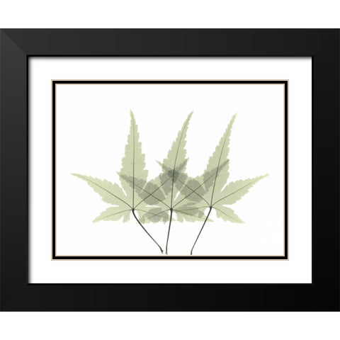 Japanese Maple 2 Black Modern Wood Framed Art Print with Double Matting by Koetsier, Albert