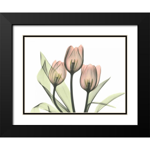 Pink Tulip Bunch Black Modern Wood Framed Art Print with Double Matting by Koetsier, Albert