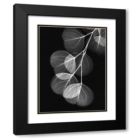 Eucalyptus on Black Black Modern Wood Framed Art Print with Double Matting by Koetsier, Albert