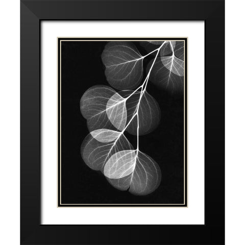 Eucalyptus on Black Black Modern Wood Framed Art Print with Double Matting by Koetsier, Albert