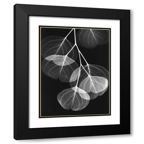 Eucalyptus on Black 2 Black Modern Wood Framed Art Print with Double Matting by Koetsier, Albert