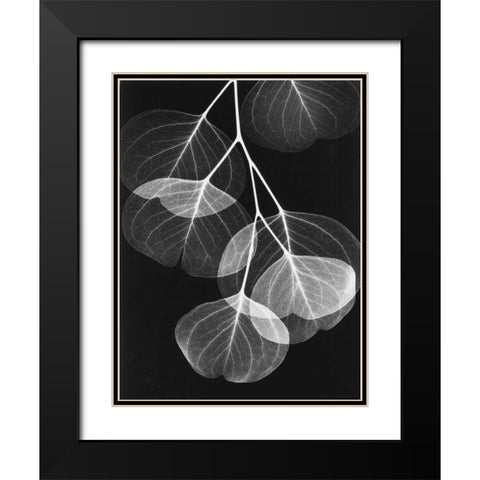 Eucalyptus on Black 2 Black Modern Wood Framed Art Print with Double Matting by Koetsier, Albert