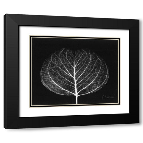 Eucalyptus Close Up on Black Black Modern Wood Framed Art Print with Double Matting by Koetsier, Albert