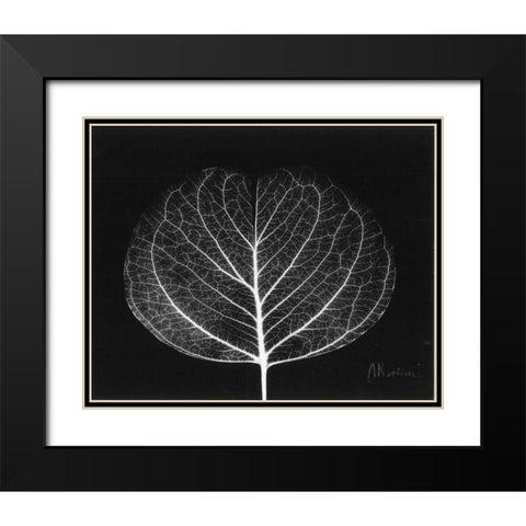 Eucalyptus Close Up on Black Black Modern Wood Framed Art Print with Double Matting by Koetsier, Albert