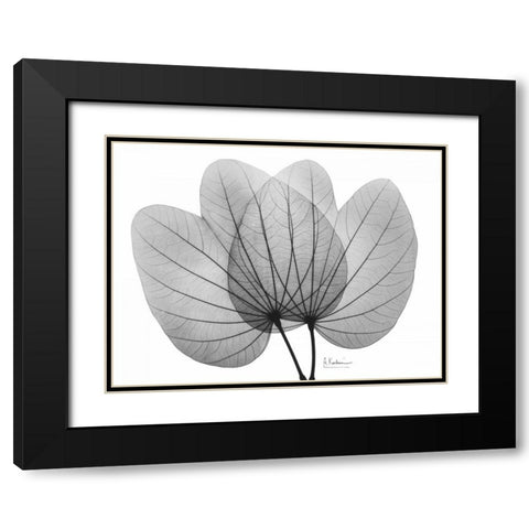 Orchid Tree  Close Up BandW Black Modern Wood Framed Art Print with Double Matting by Koetsier, Albert