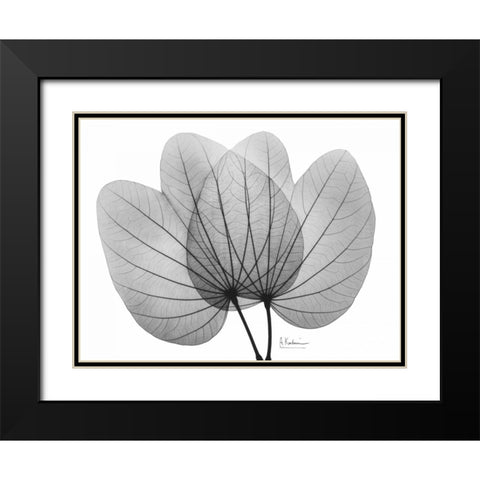 Orchid Tree  Close Up BandW Black Modern Wood Framed Art Print with Double Matting by Koetsier, Albert