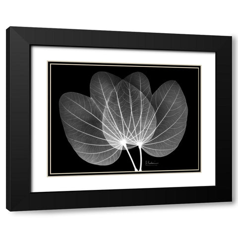 Orchid Tree  Close on Black Black Modern Wood Framed Art Print with Double Matting by Koetsier, Albert