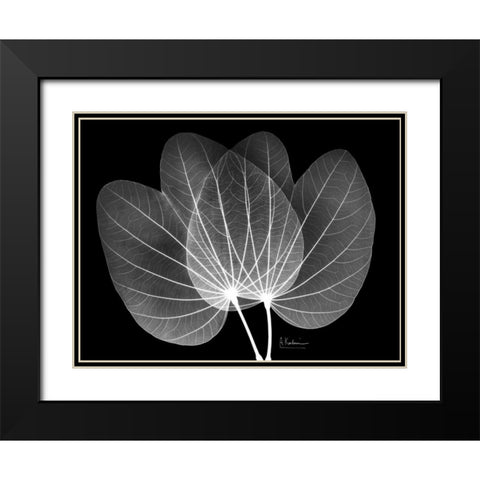 Orchid Tree  Close on Black Black Modern Wood Framed Art Print with Double Matting by Koetsier, Albert