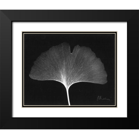 Ginkgo Single Leaf  Close Up on Black Black Modern Wood Framed Art Print with Double Matting by Koetsier, Albert