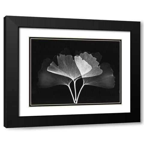 Ginkgo Leaves Close Up on Black 2 Black Modern Wood Framed Art Print with Double Matting by Koetsier, Albert