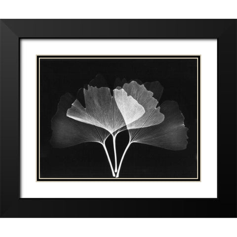 Ginkgo Leaves Close Up on Black 2 Black Modern Wood Framed Art Print with Double Matting by Koetsier, Albert