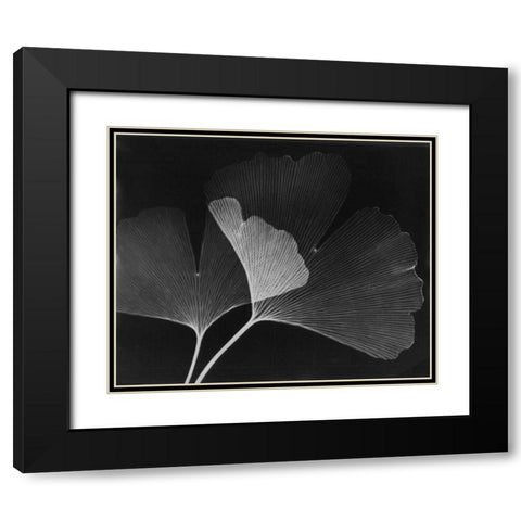 Ginkgo Leaves Close Up on Black Black Modern Wood Framed Art Print with Double Matting by Koetsier, Albert