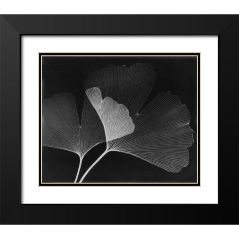 Ginkgo Leaves Close Up on Black Black Modern Wood Framed Art Print with Double Matting by Koetsier, Albert