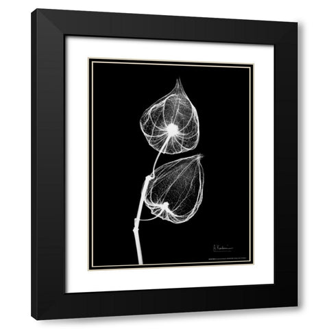 Sandersonia Close Up on Black Black Modern Wood Framed Art Print with Double Matting by Koetsier, Albert