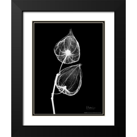 Sandersonia Close Up on Black Black Modern Wood Framed Art Print with Double Matting by Koetsier, Albert