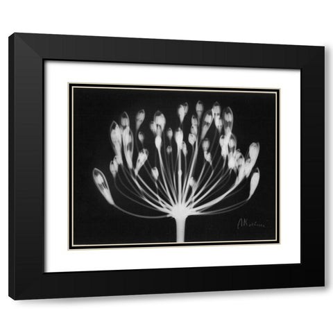 Lily of the Nile Black Modern Wood Framed Art Print with Double Matting by Koetsier, Albert