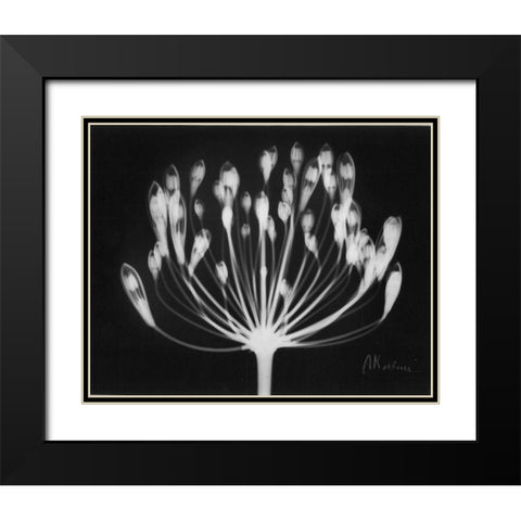 Lily of the Nile Black Modern Wood Framed Art Print with Double Matting by Koetsier, Albert