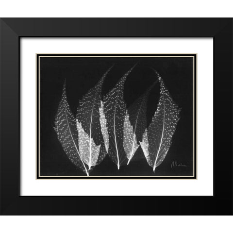 Japanese Ferns Close Up on Black Black Modern Wood Framed Art Print with Double Matting by Koetsier, Albert