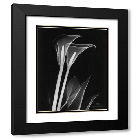 Calla Lily Close Up on Black Black Modern Wood Framed Art Print with Double Matting by Koetsier, Albert