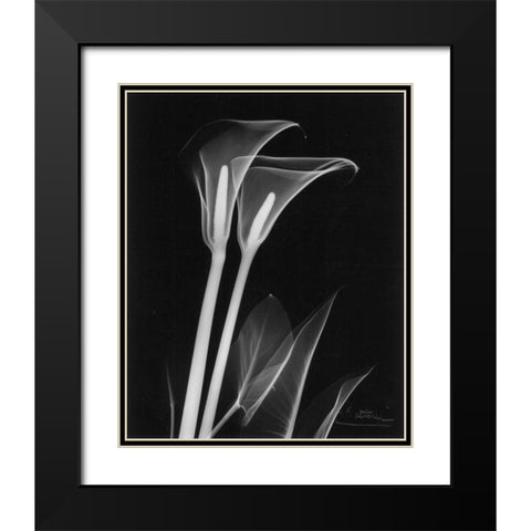 Calla Lily Close Up on Black Black Modern Wood Framed Art Print with Double Matting by Koetsier, Albert