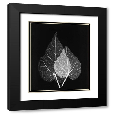 Sage Pair Close Up on Black Black Modern Wood Framed Art Print with Double Matting by Koetsier, Albert