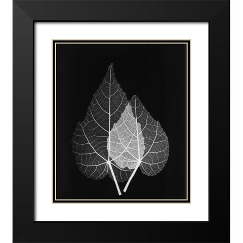 Sage Pair Close Up on Black Black Modern Wood Framed Art Print with Double Matting by Koetsier, Albert