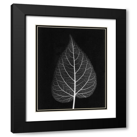 Sage Close Up on Black Black Modern Wood Framed Art Print with Double Matting by Koetsier, Albert