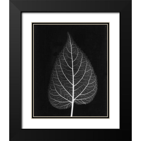 Sage Close Up on Black Black Modern Wood Framed Art Print with Double Matting by Koetsier, Albert