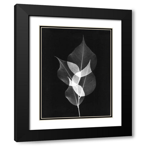 Triple Leaf Close Up on Black Black Modern Wood Framed Art Print with Double Matting by Koetsier, Albert