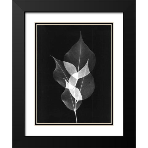 Triple Leaf Close Up on Black Black Modern Wood Framed Art Print with Double Matting by Koetsier, Albert