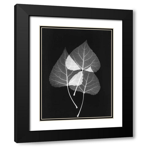 Triple Leaf Close Up on Black 2 Black Modern Wood Framed Art Print with Double Matting by Koetsier, Albert