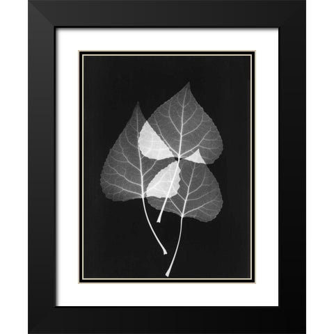 Triple Leaf Close Up on Black 2 Black Modern Wood Framed Art Print with Double Matting by Koetsier, Albert