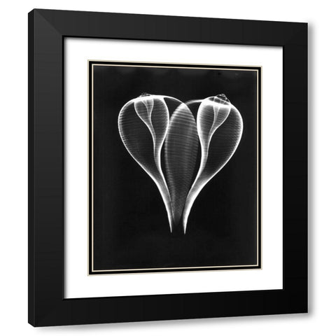Shell Close Up on Black Black Modern Wood Framed Art Print with Double Matting by Koetsier, Albert