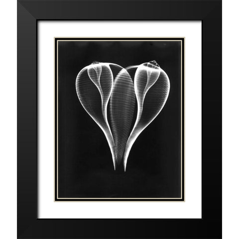 Shell Close Up on Black Black Modern Wood Framed Art Print with Double Matting by Koetsier, Albert