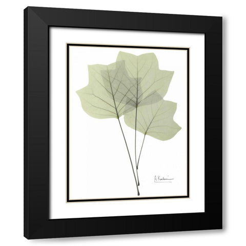 Tulip Tree in Green Black Modern Wood Framed Art Print with Double Matting by Koetsier, Albert